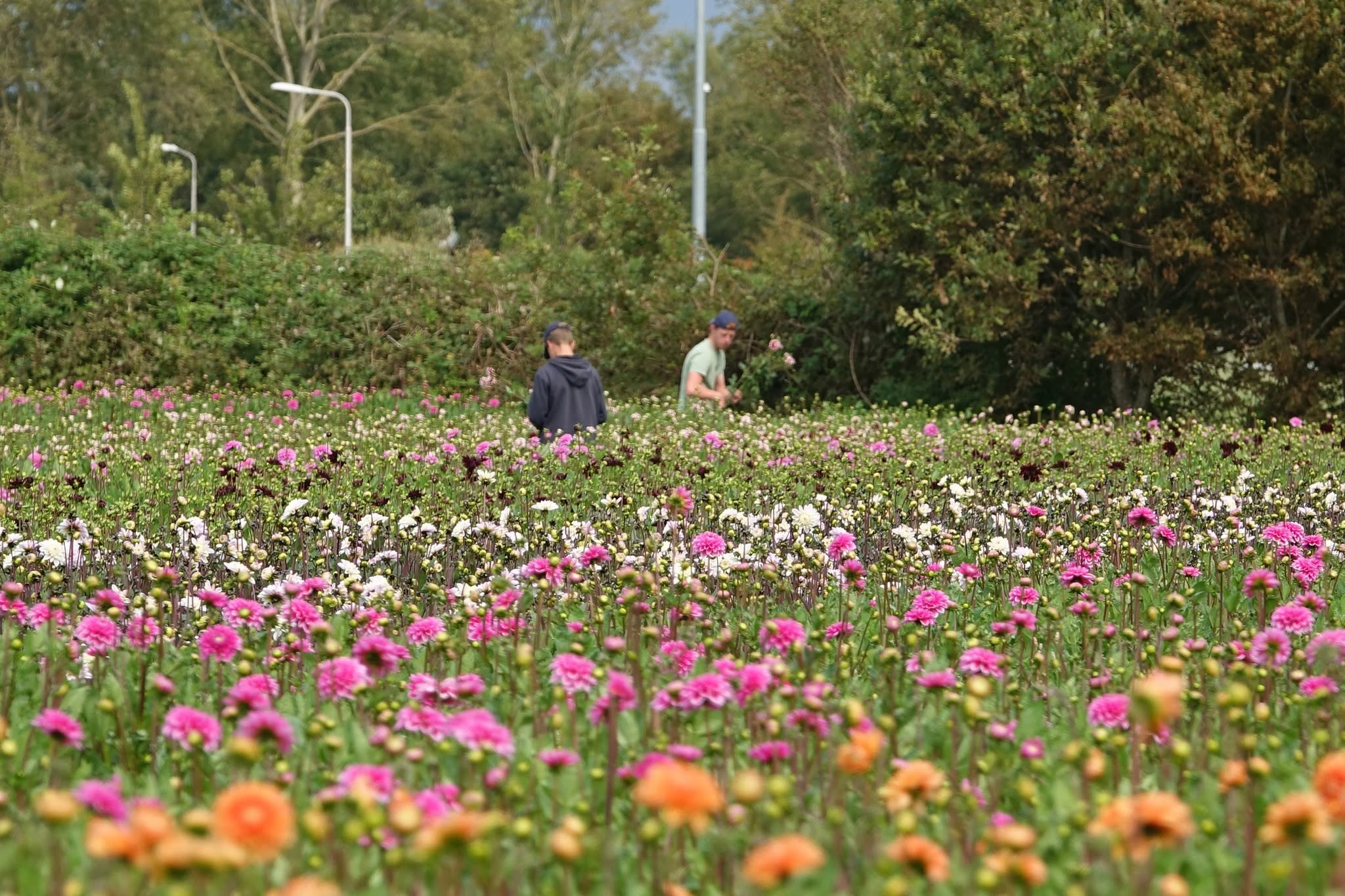 Ons bloemenveld
