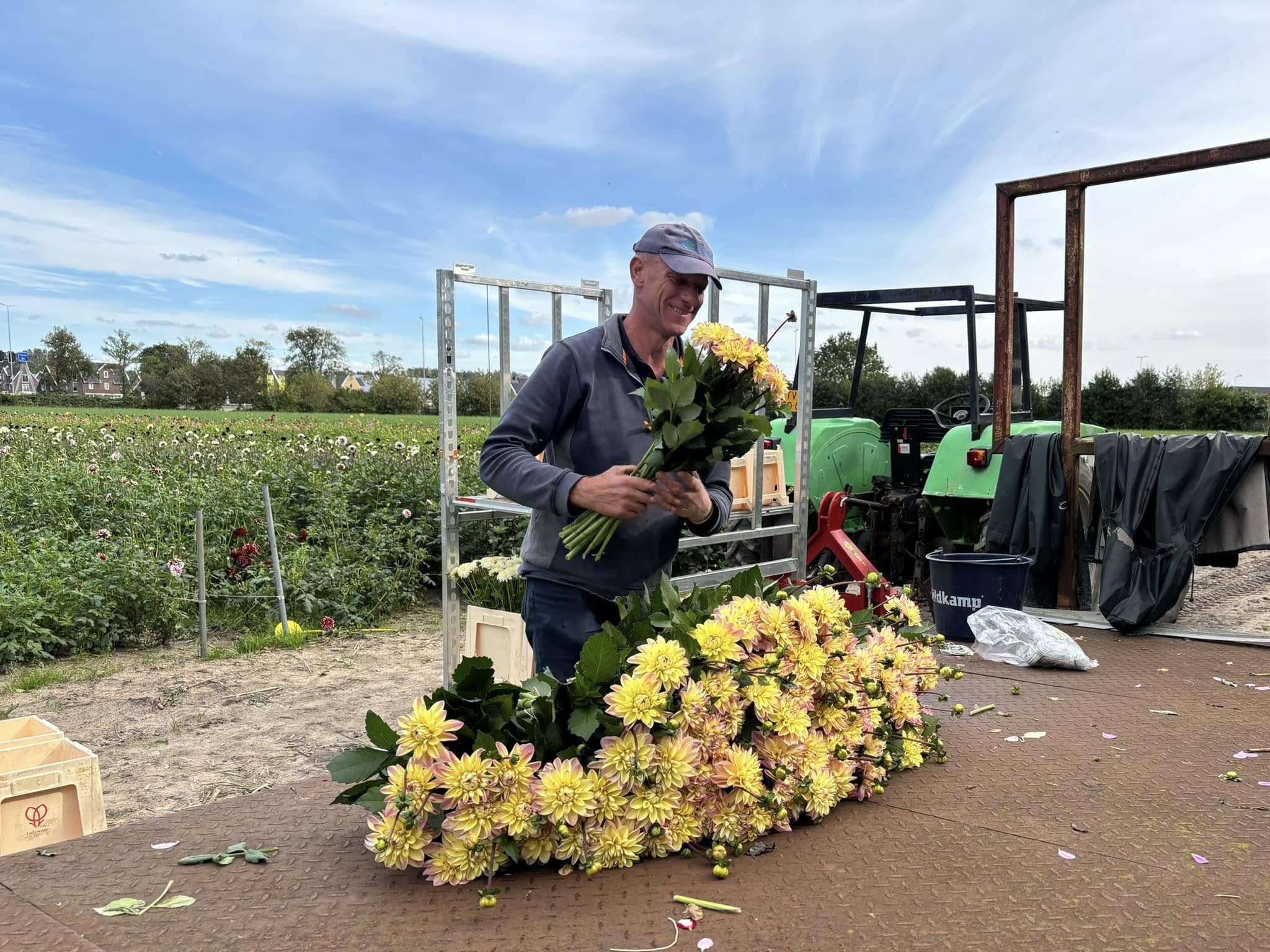 Boeket dahlia's