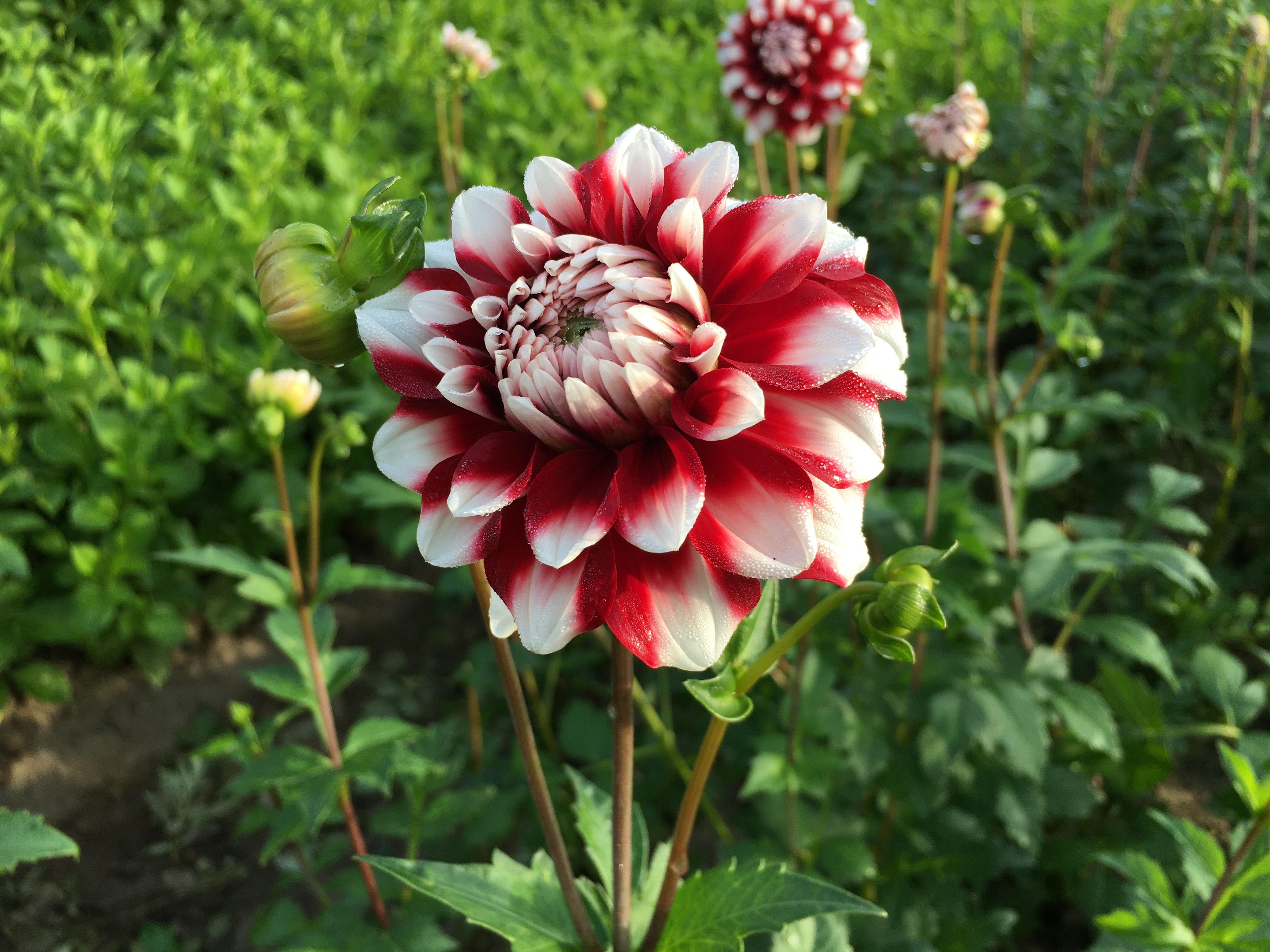 Dahlia