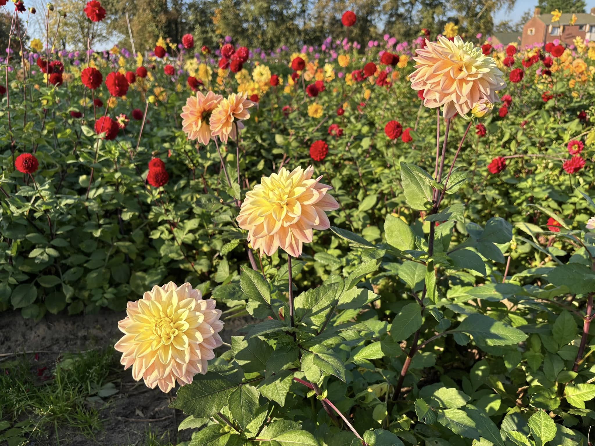 Dahlia's in bloei op de kwekerij