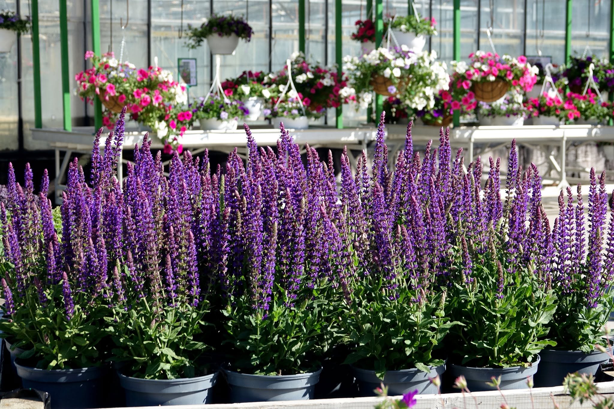 Potplanten
