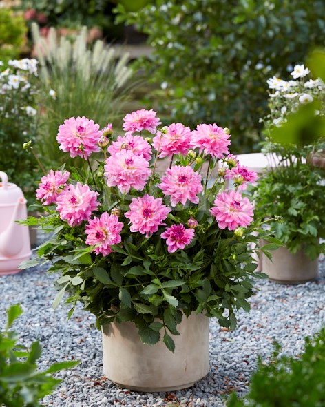 Seizoensbloemen